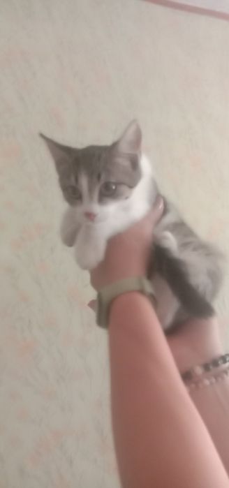 Котенок бесплатно. Котята. Кошечка даром. Кошка.