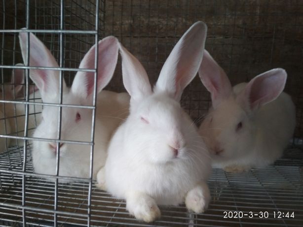 Кролики, Кролі, Термонці білі