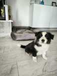 Border collie samiec