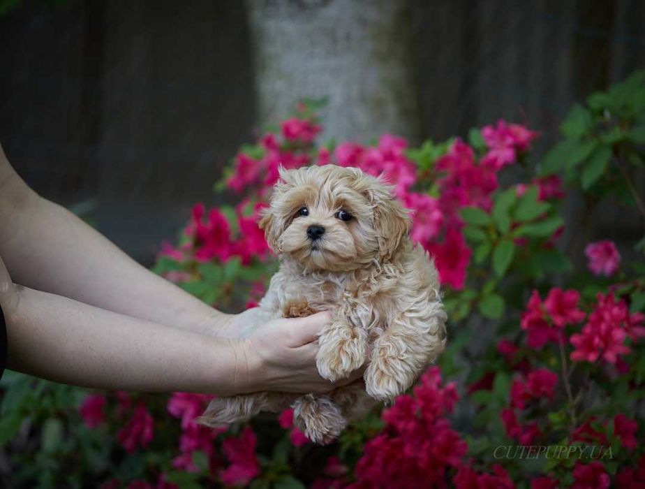 Шикарні цуценята Мальтипу - дівчата