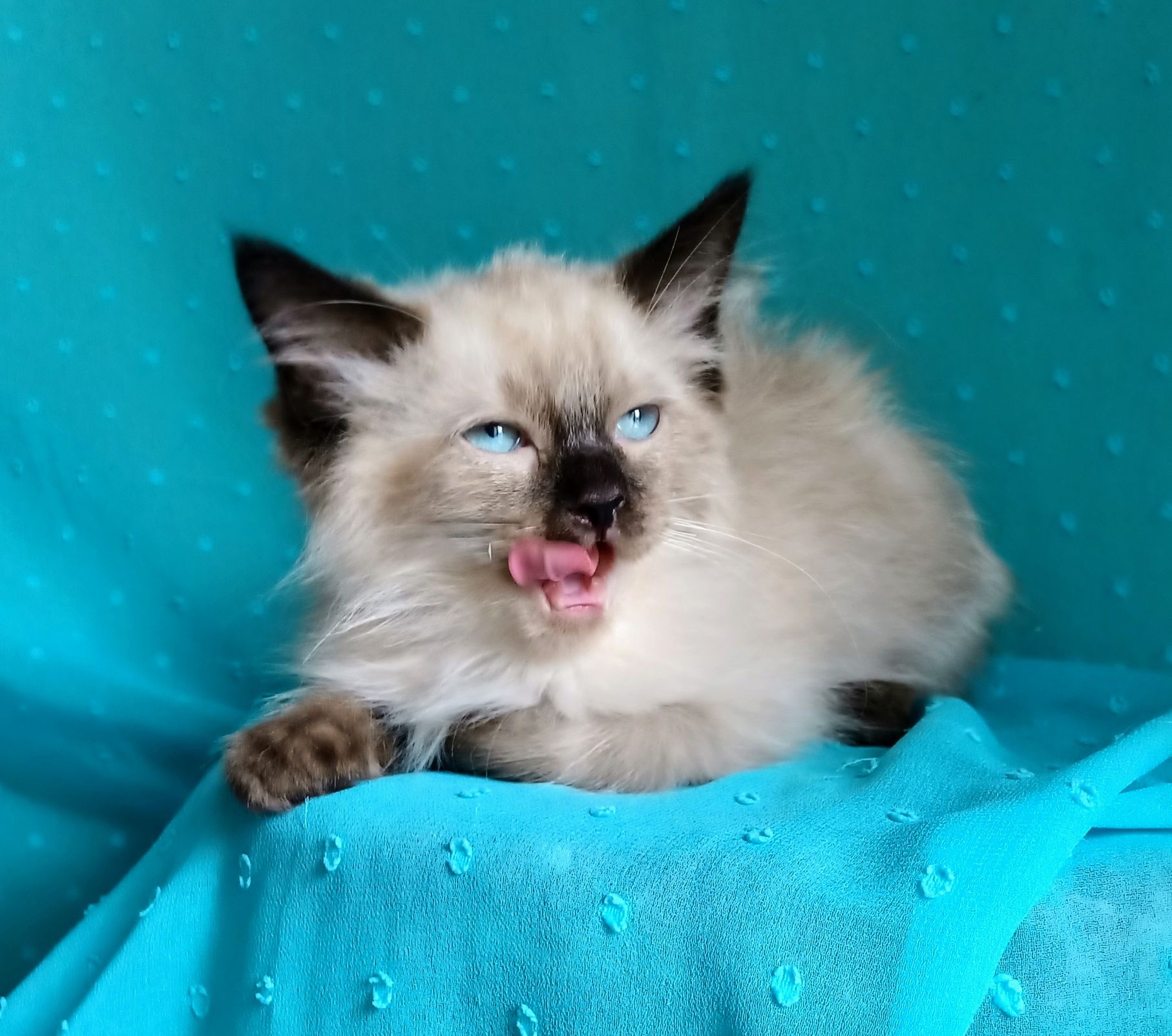Piękny kocurek Ragdoll gotowy do odbioru