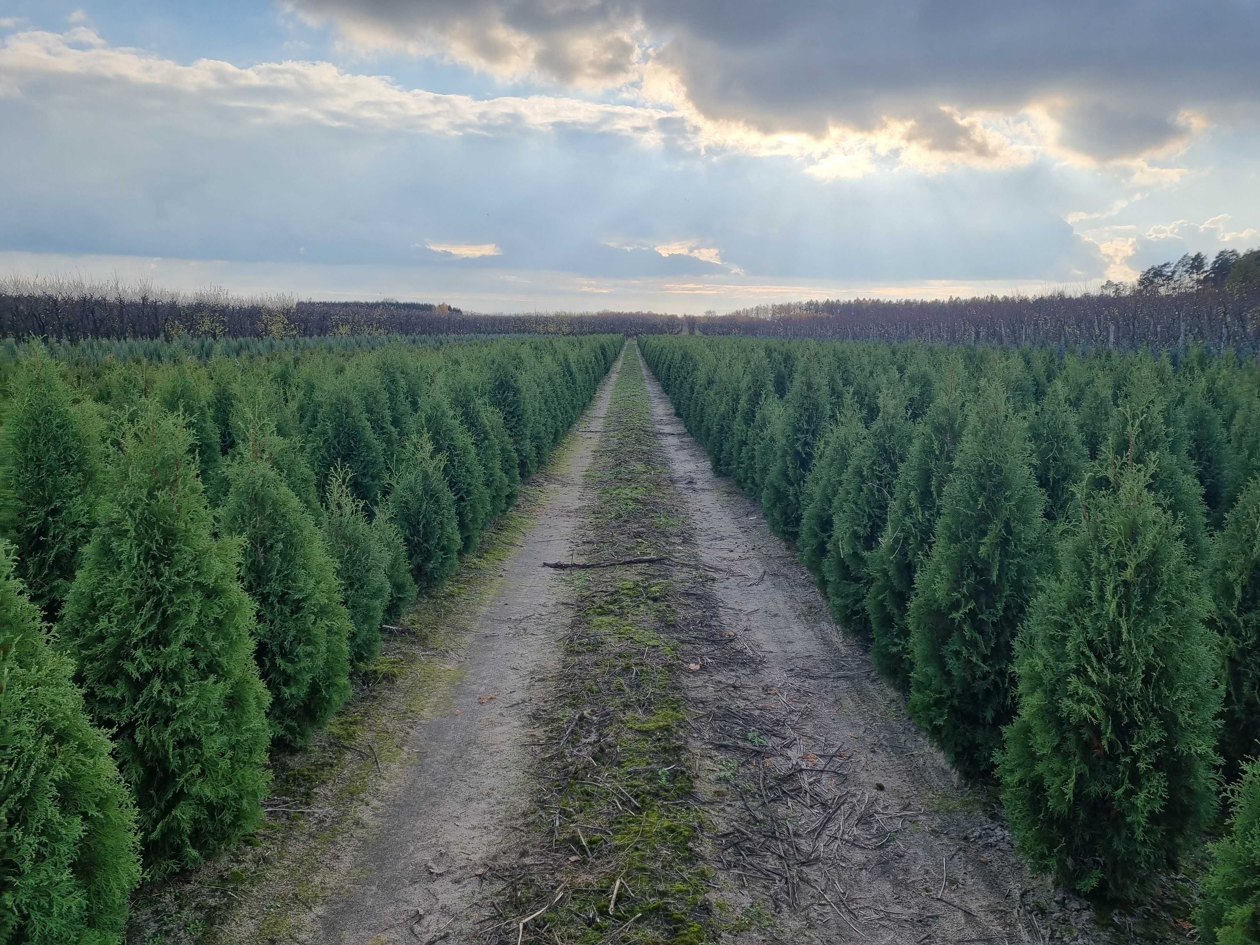 Tuja danica, żywotnik zachodni danica, thuja occidentalis danica