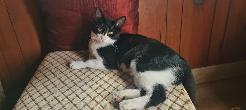 Gatinha para adoção responsável