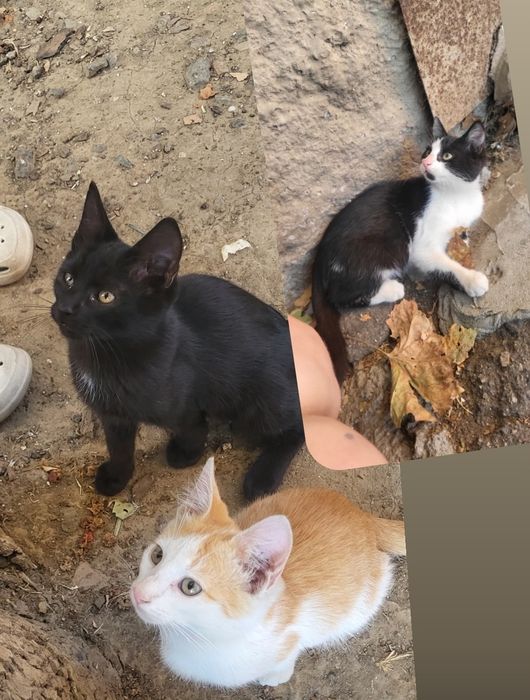 Котики і кішка безкоштовно!!!