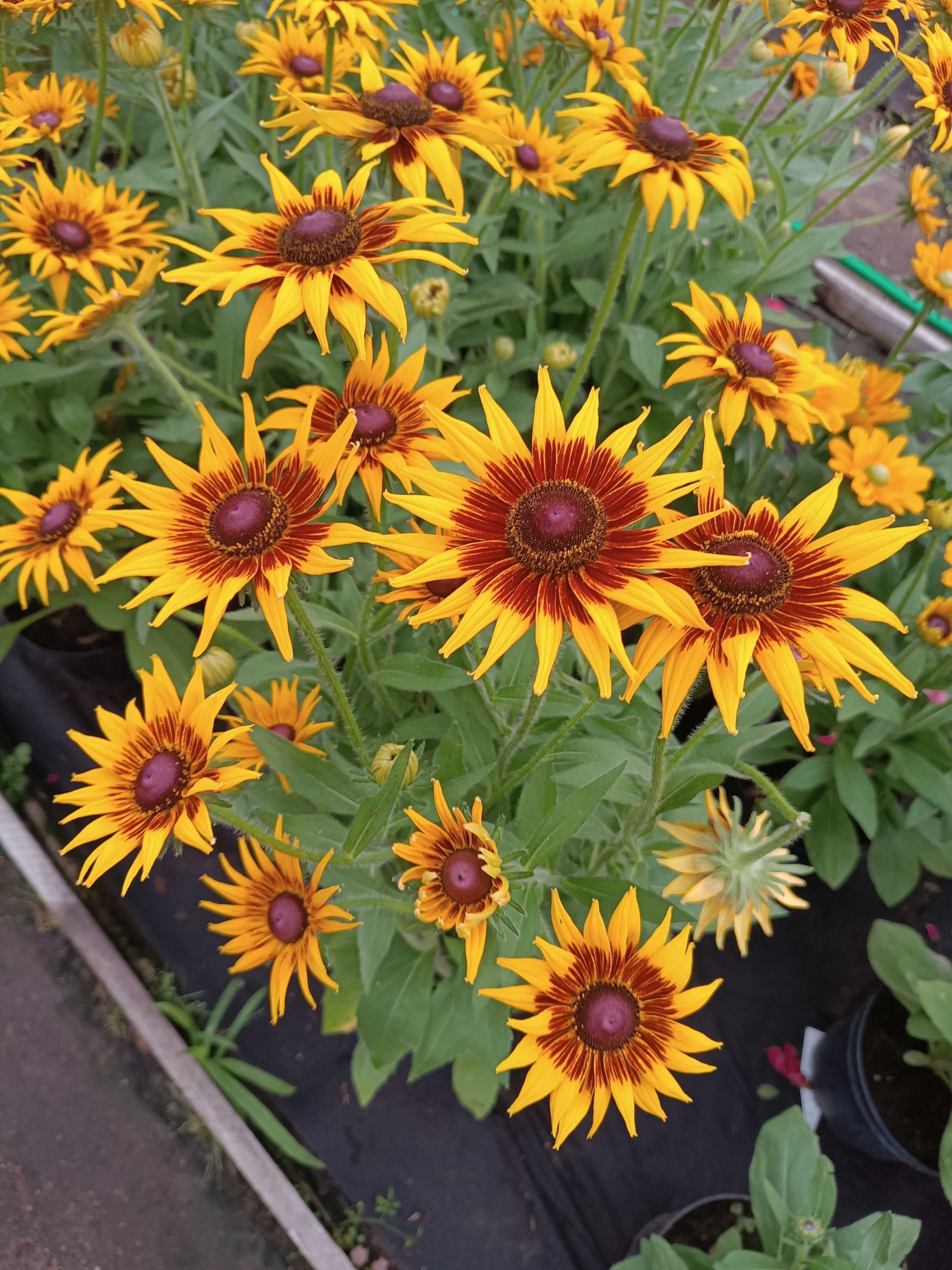 Rudbeckia Sunbeckia rózne rodzaje