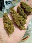 10 gram - Amnesia Haze - Piękne topy ! Moc ! Susz CBD nie THC THCP HHC