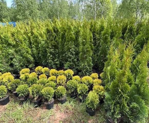 TUJA Szmaragd 120-130cm - Wroclaw i okolice - detal - Tuje
