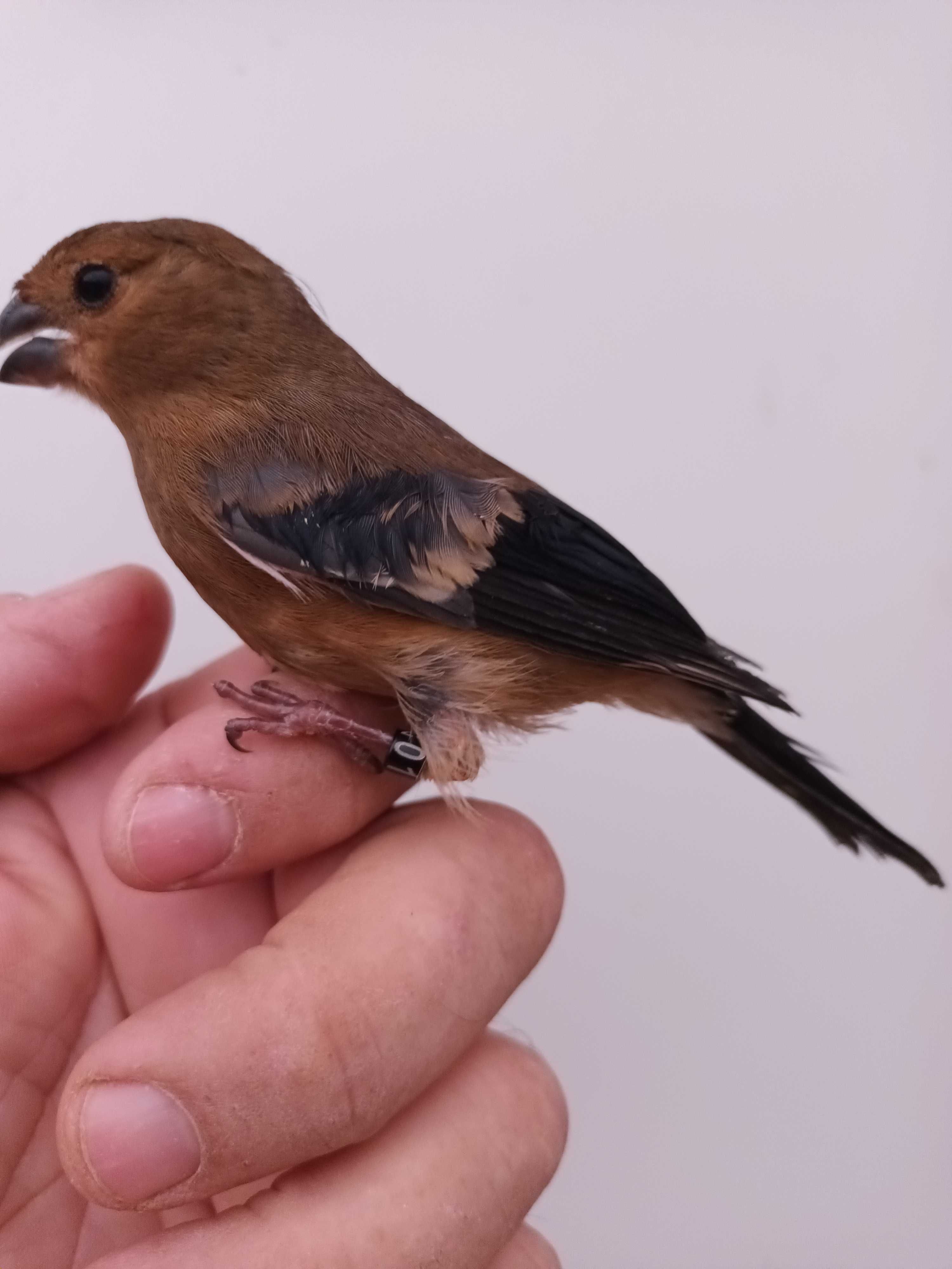Cruza Bicos anilhados 2024/2025(varias aves)