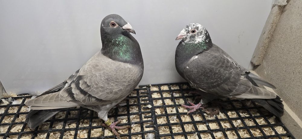Gołębie pocztowe