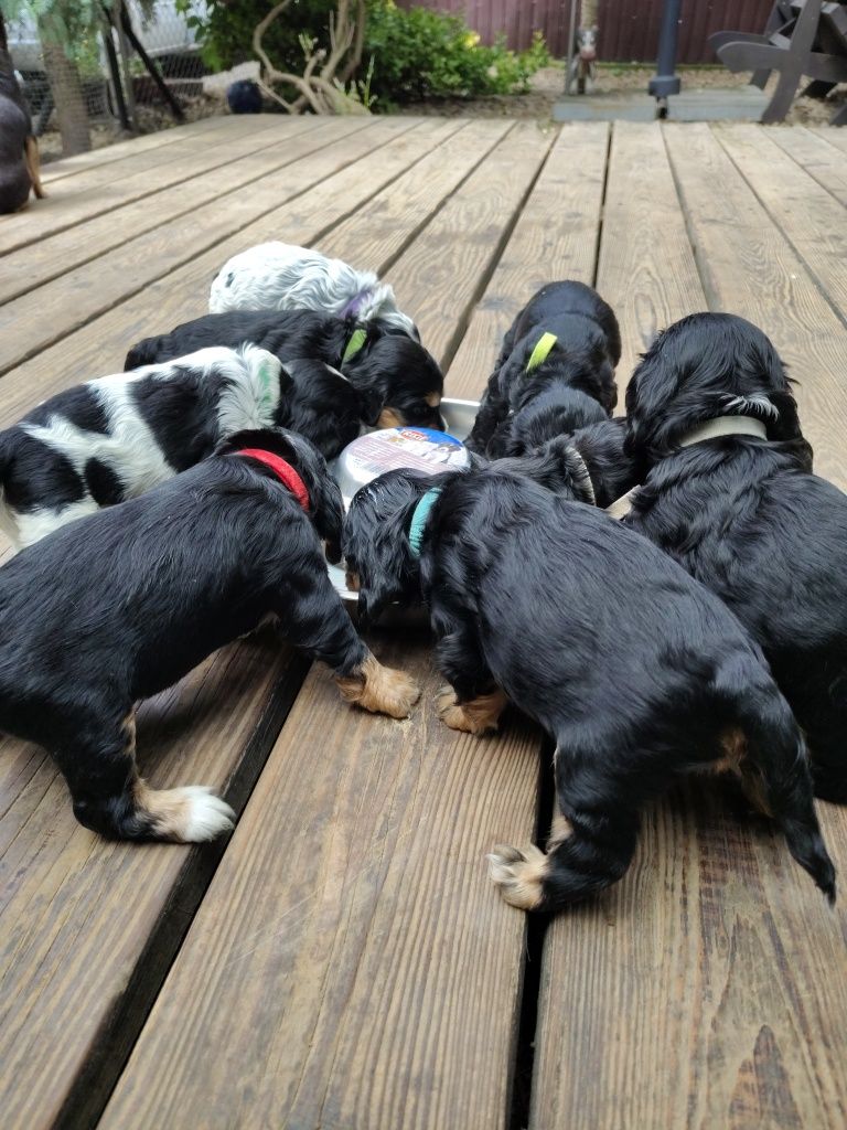Cocker Spaniel angielski