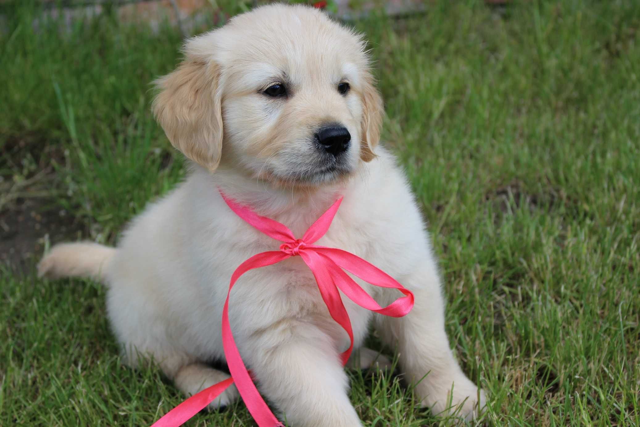 Golden retriever Zkwp gotowy do odbioru