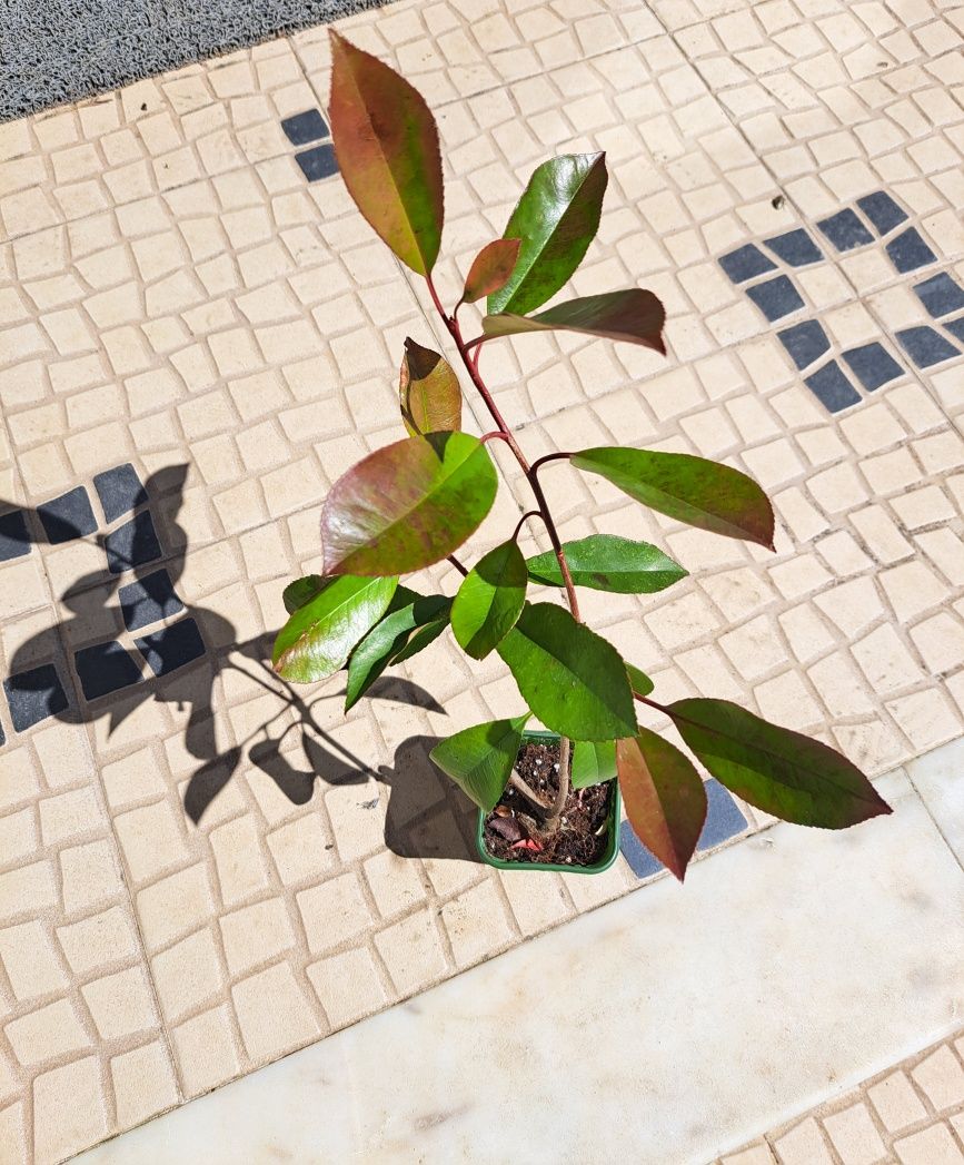 Photinias/Fotinias