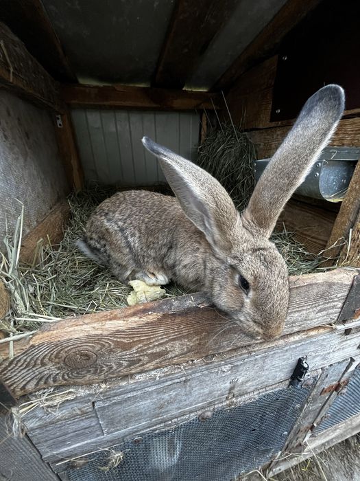 Króliki młode Belgi