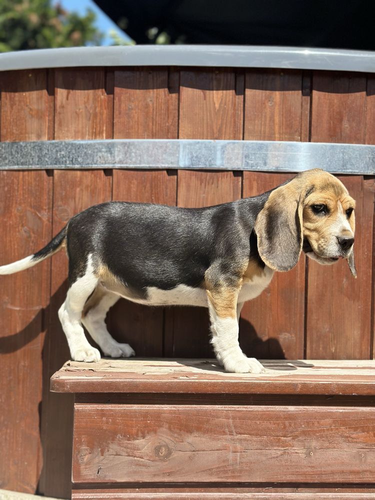 Suczka beagle tricolor Piękna gotowa do odbioru z Rodowodem