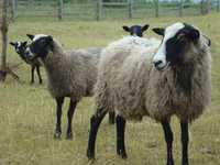 Вівці Романівські м'ясо та живим весом