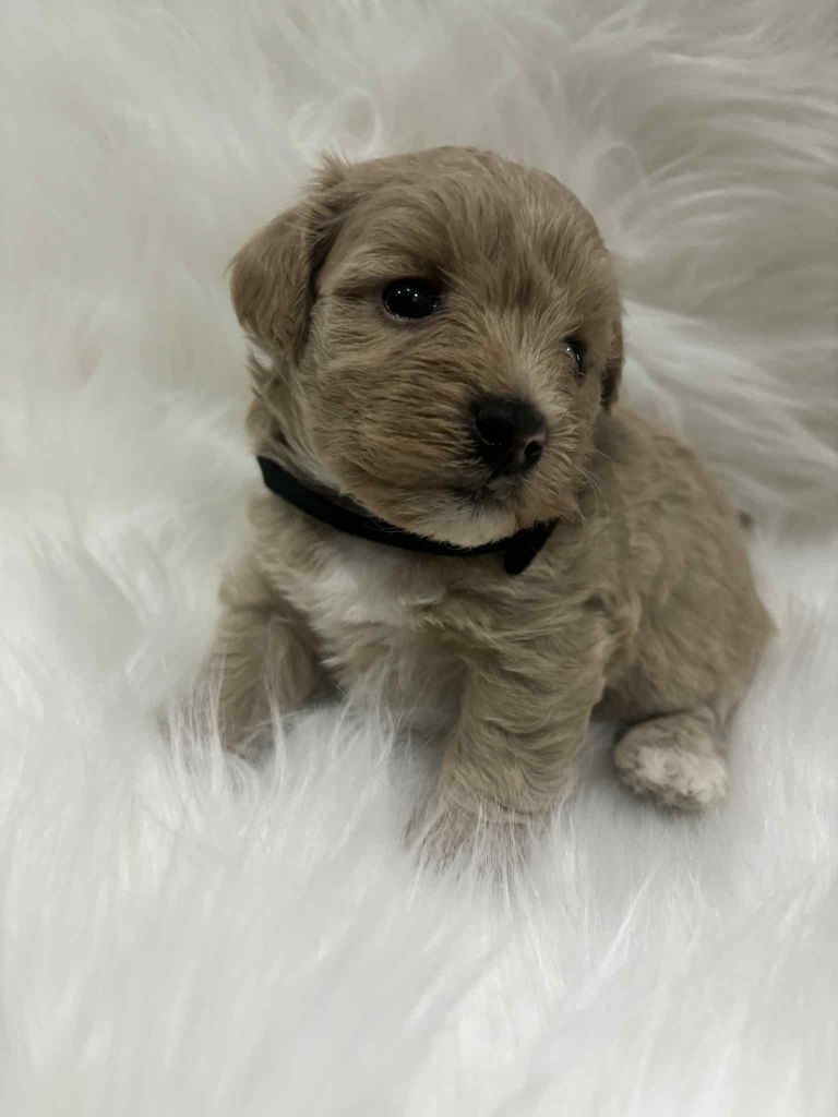 Maltipoo chlopak