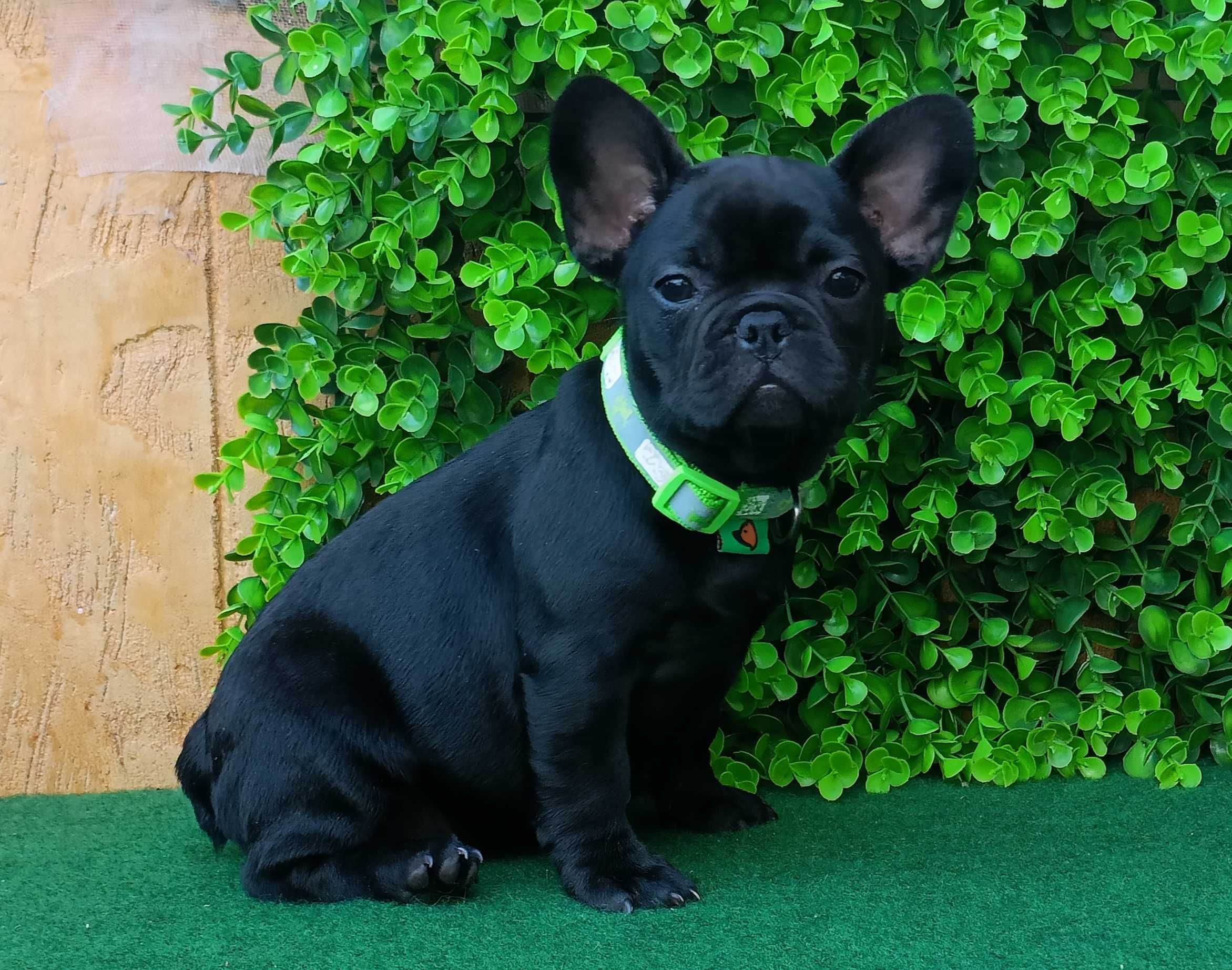 Bulldogue francês femea