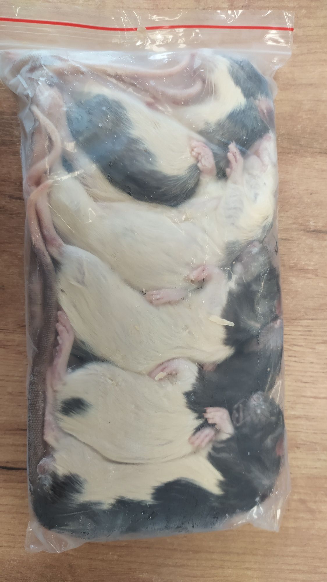 Mrożone szczury, karmowe 120/140 g karmówka dla węży