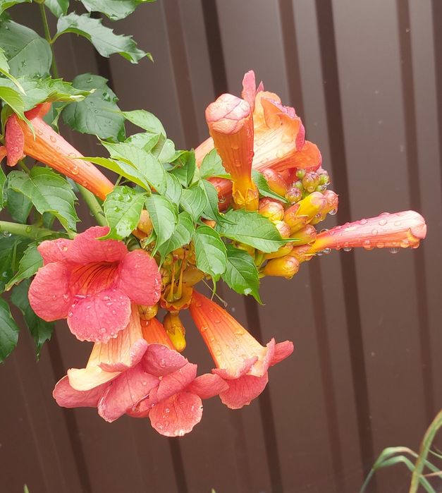 Кампсис вкорінюваний (текома)