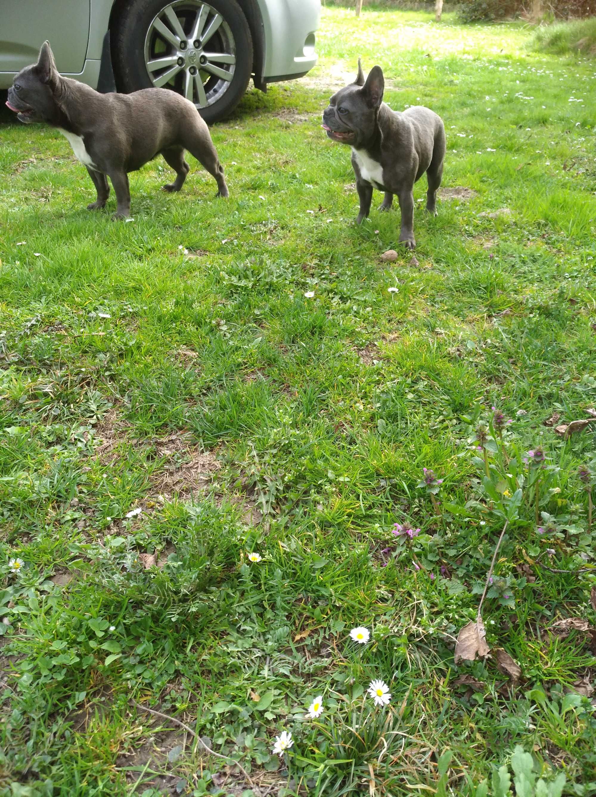 Buldog Francuski suczka  niebieska [blue]