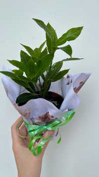 Лавровий лист вазони кімнатні рослини квіти