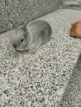 Coelhos anoes bebes