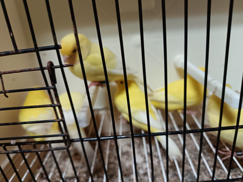 amarelos lipocromicos para ceder