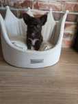 Chihuahua chłopczyk długowłosy czekoladowy!
