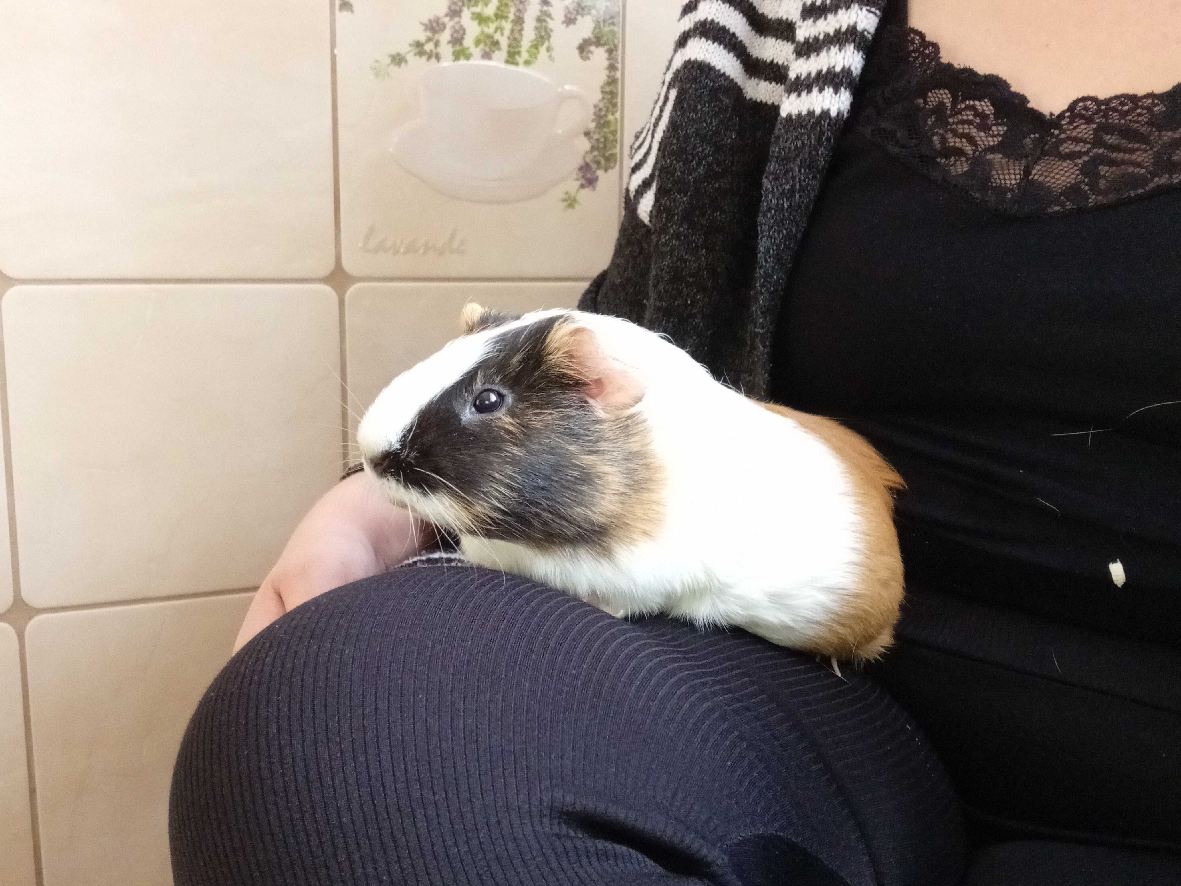 Oddam w dobre rece swinka morska