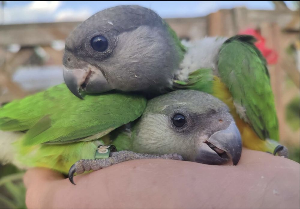 Папугай аратинга птенцы выкормыши , Сегел ,Сенегальские