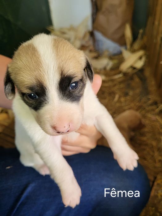 Cães bebé para adopção