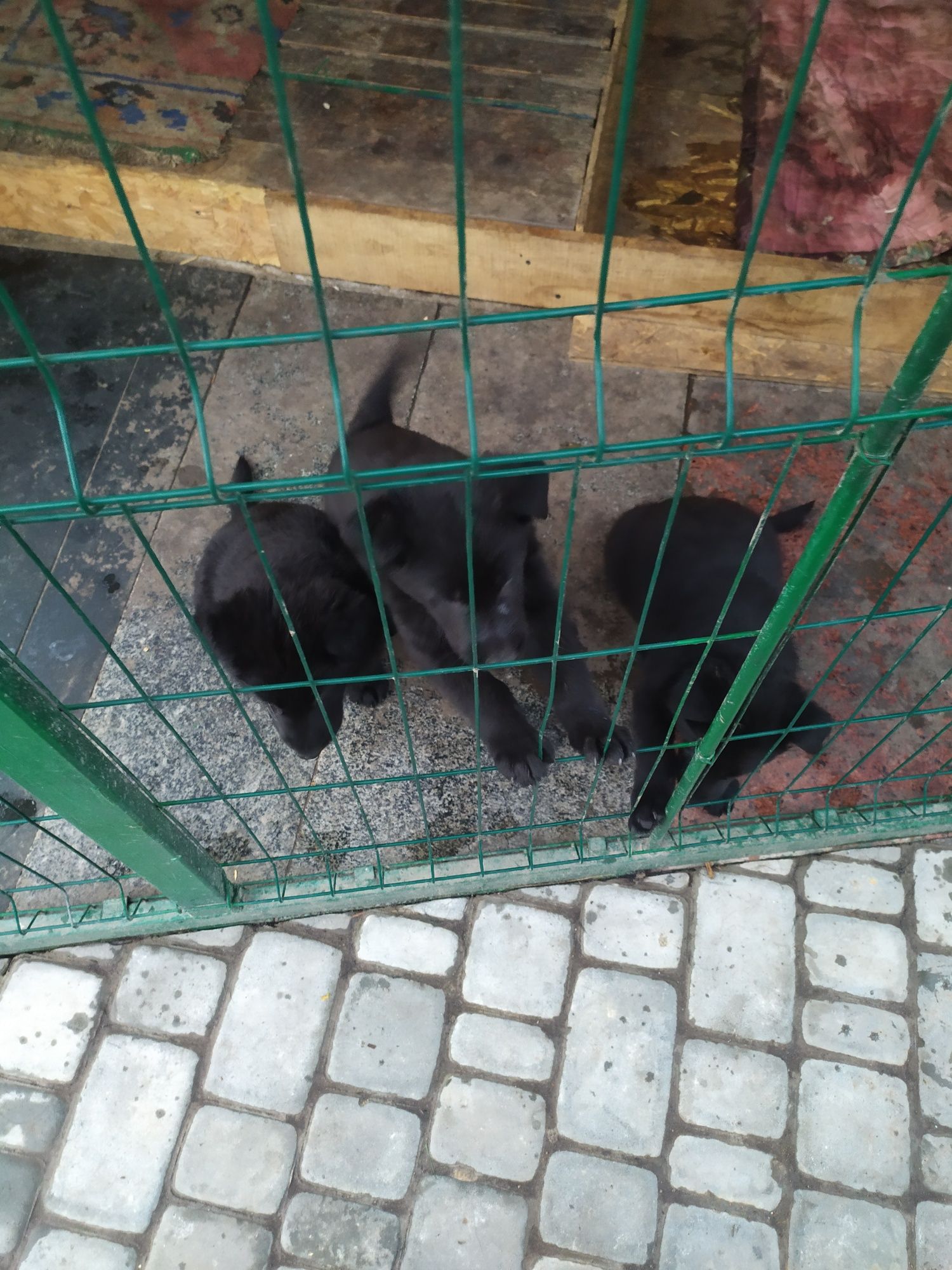 Продаємо цуценят чорної німецької вівчарки