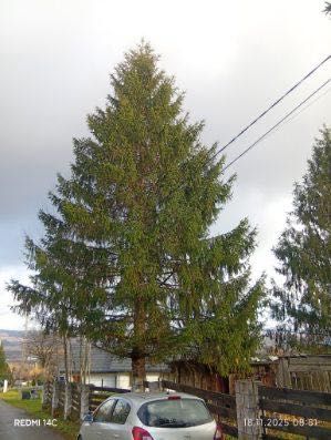 Wycinka drzew za drewno