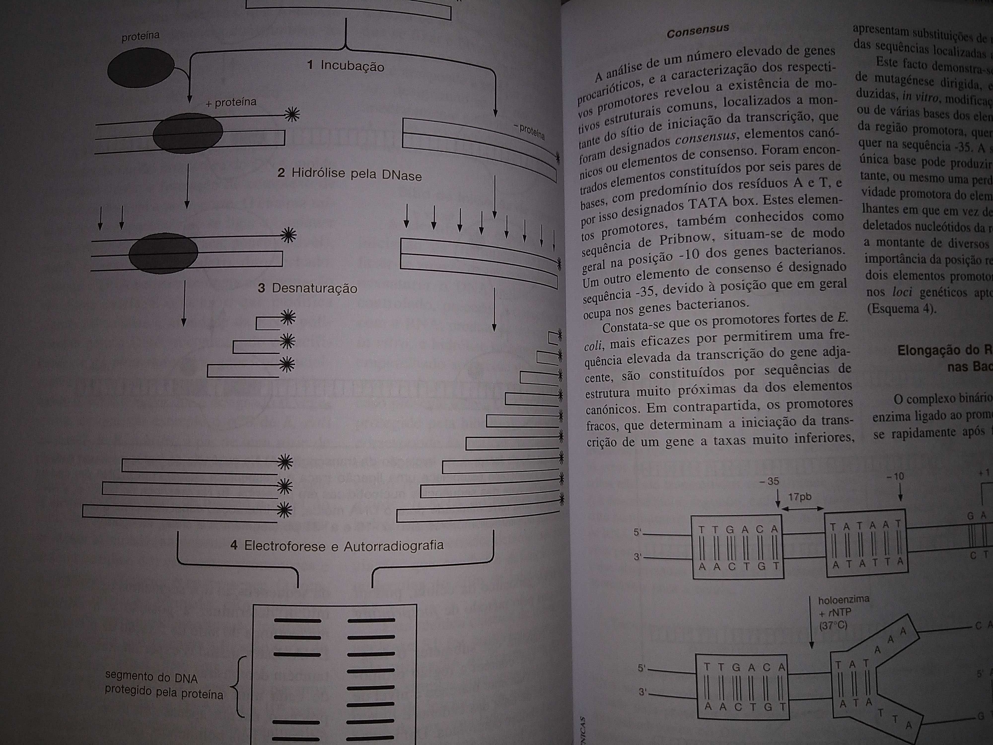 Livro Biologia Celular E Molecular