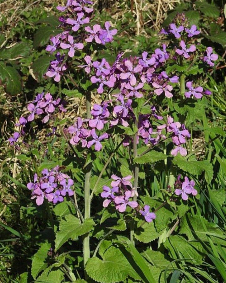 Srebrnik judaszowiec sadzonka