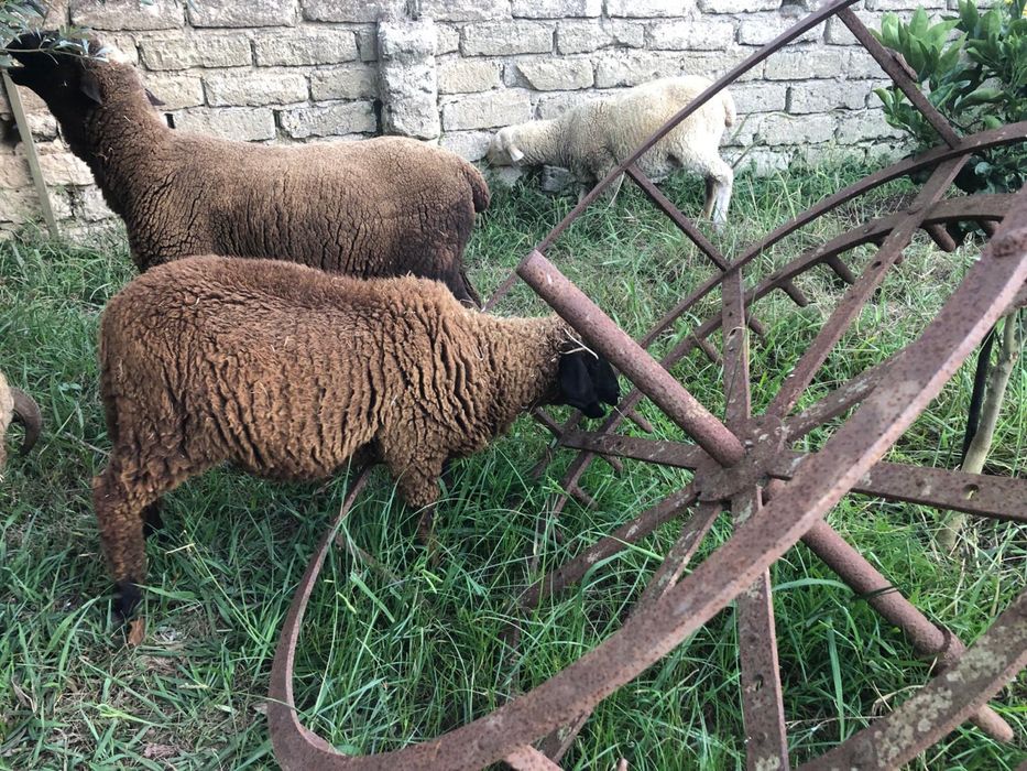 Carneiros - Cordeiros - Animais de Quinta