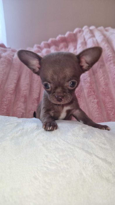 Chihuahua suczka czekoladka do odbioru