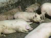 Продам м’ясні свині