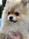 Szpic pomeranian SUNIA