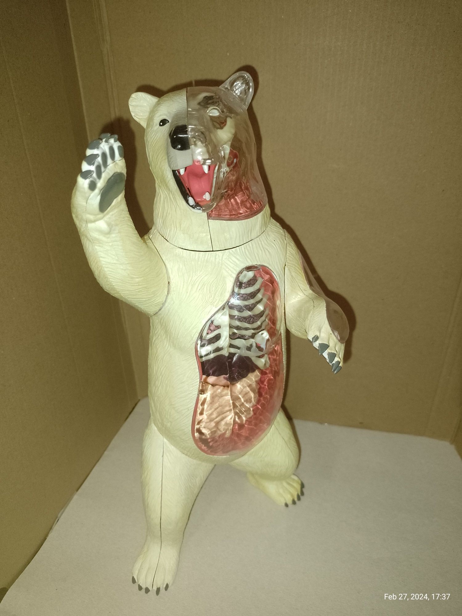 Сборная анатомическая модель Белый медведь 4D Master