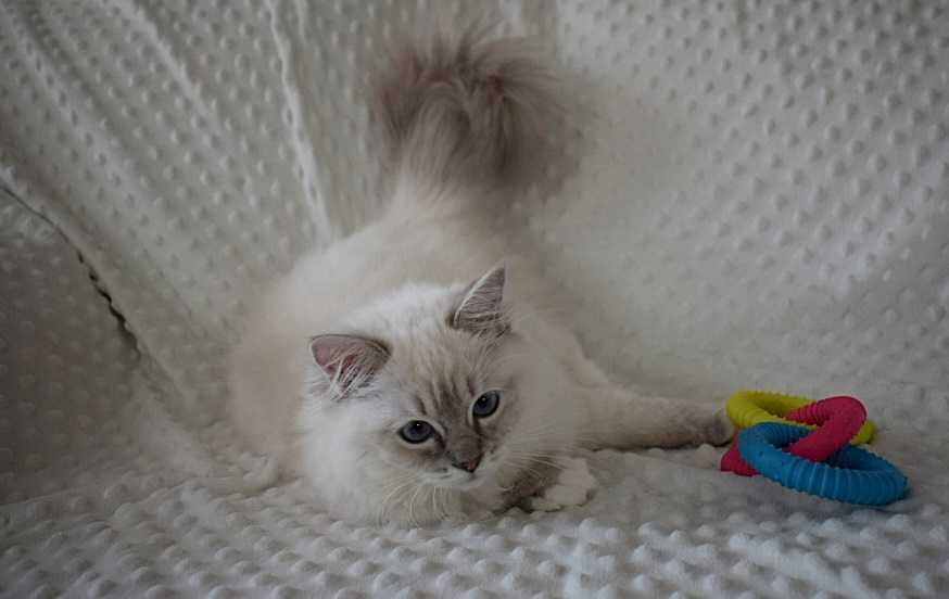 SOYA - rodowodowa kotka rasy ragdoll FPL