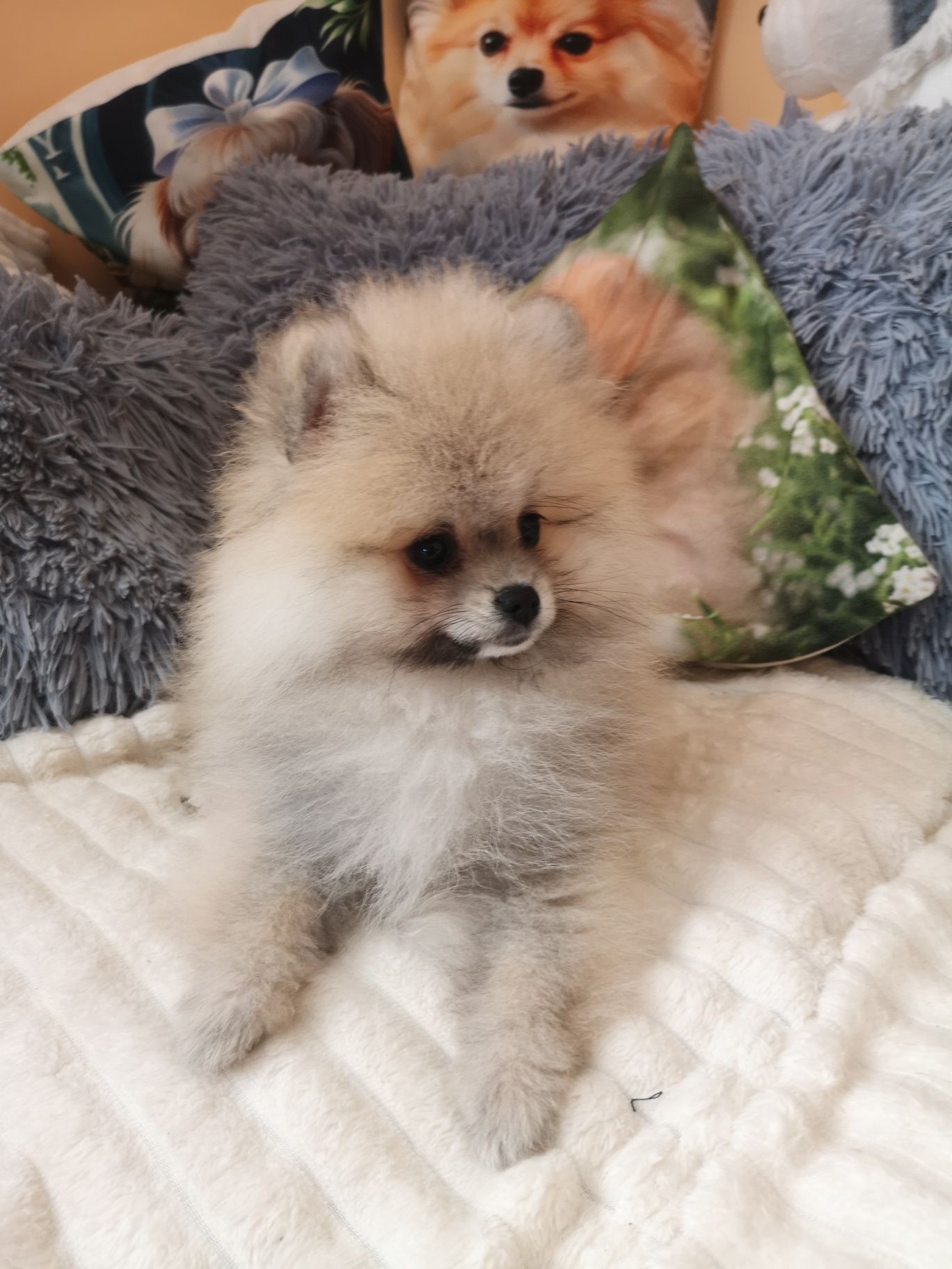 Szpic Miniaturowy, Pomeranian