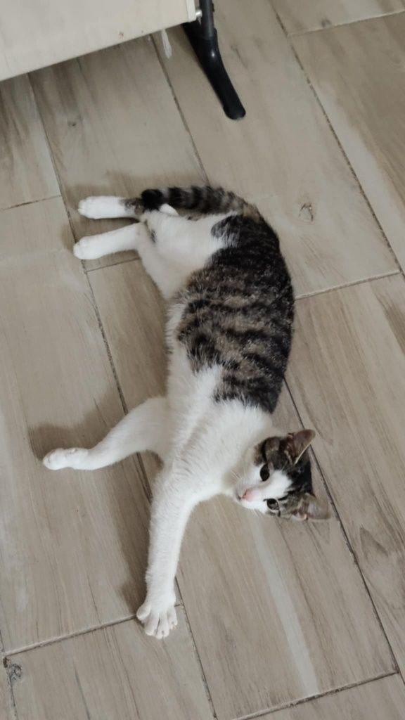 Do adopcji: pół roku uroku i mruczenia!
