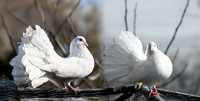Gołębie Pawiki Białe
