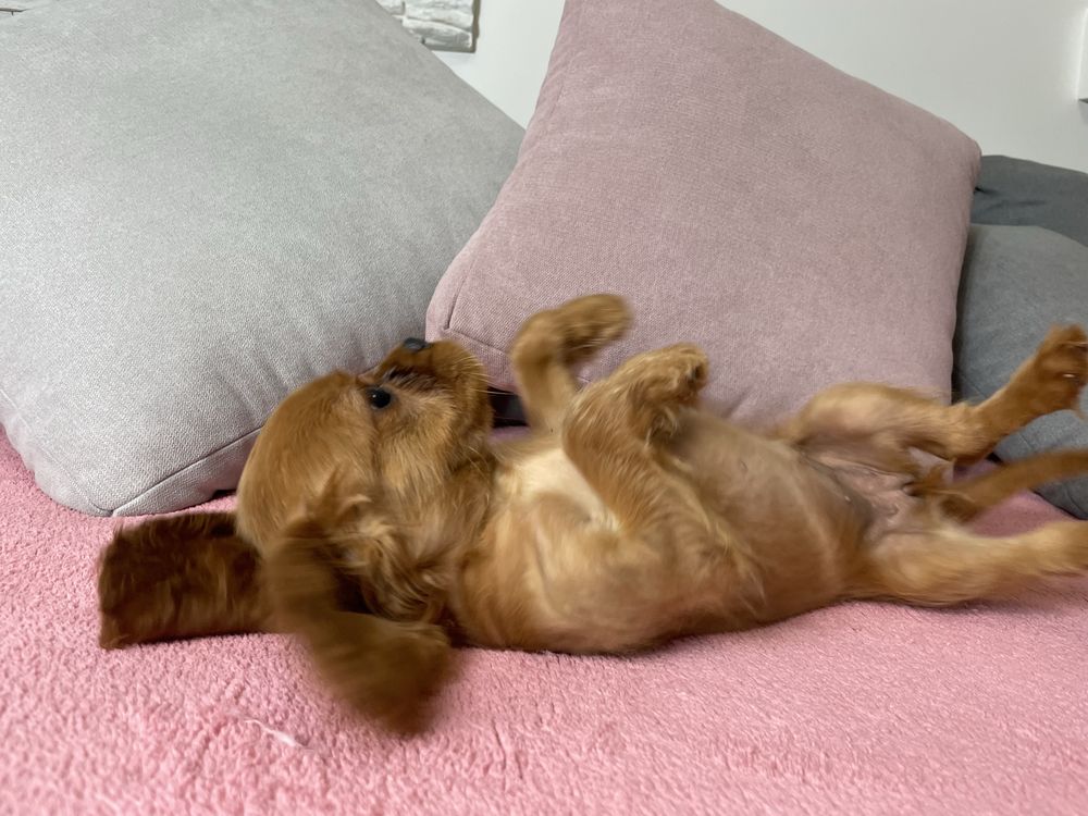 Cavalier King Charles Spaniel