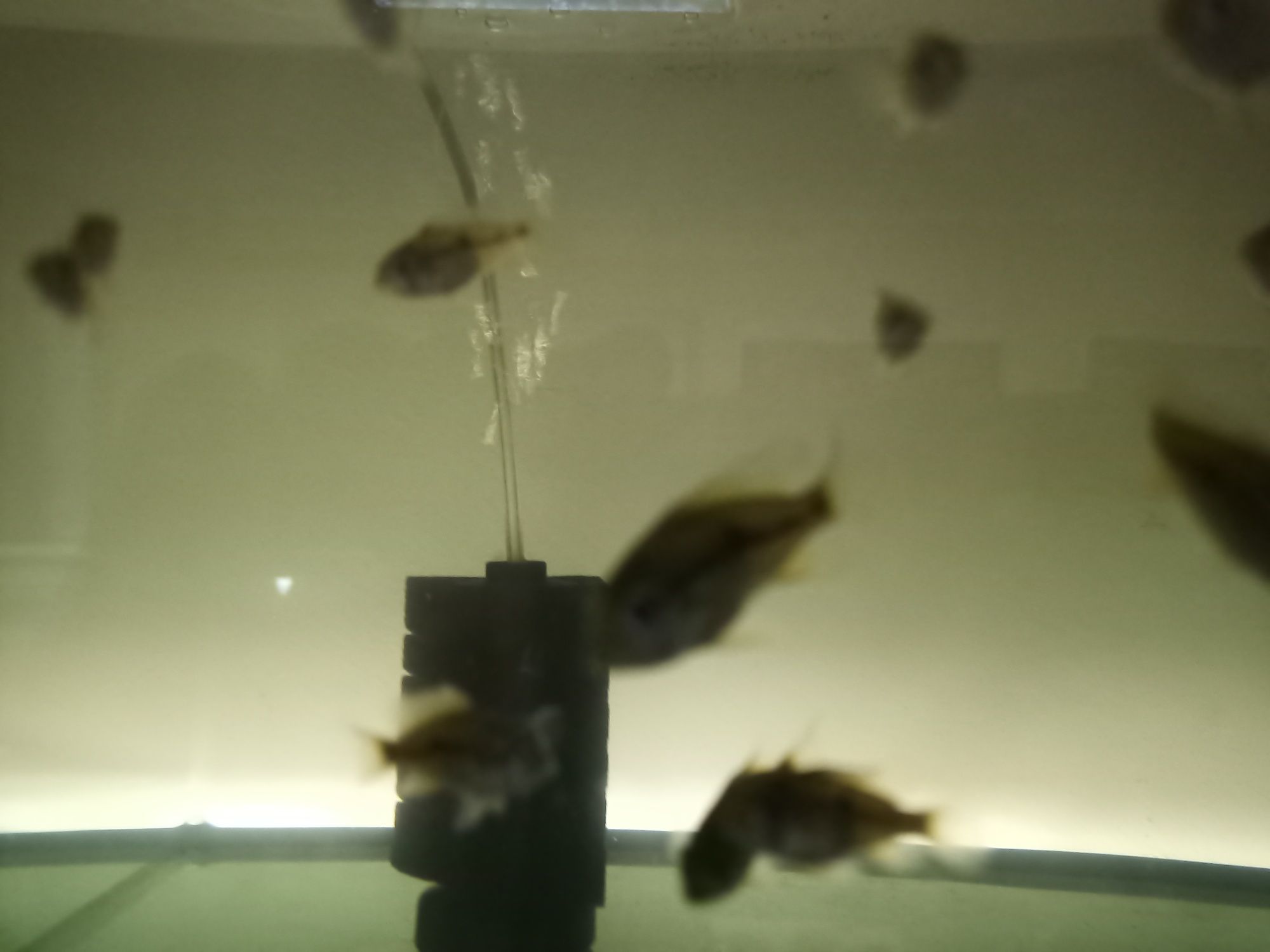 Ziemiojad brazylijski geophagus brasilensis