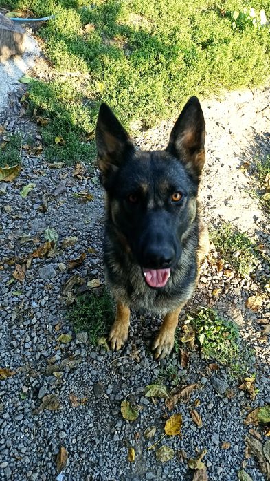 Цуценята німецької вівчарки