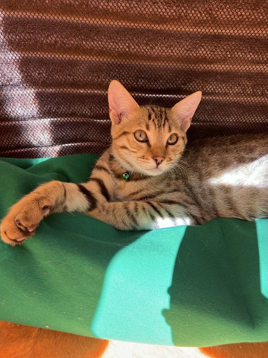 Бенгал Ben n 24 tabby 3 месяца
