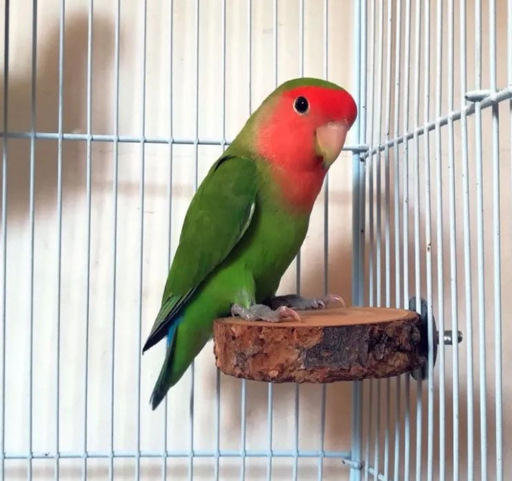 Nowe 3 sztuki plastry drewna brzoza dla papug chomika bądź myszki