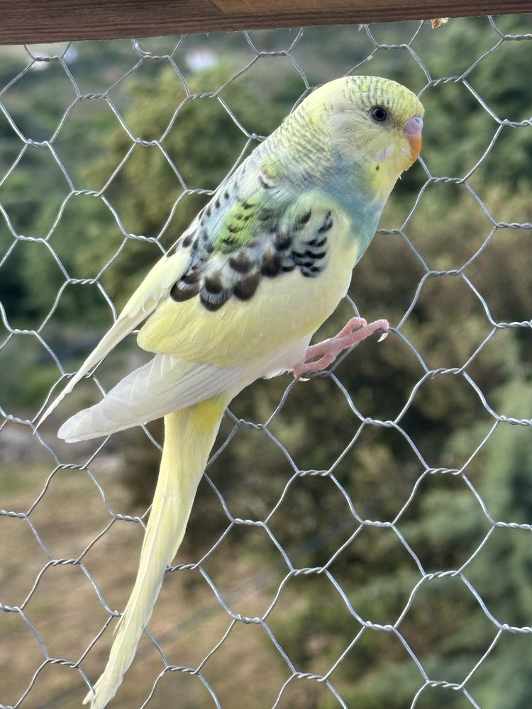 Periquitos australianos